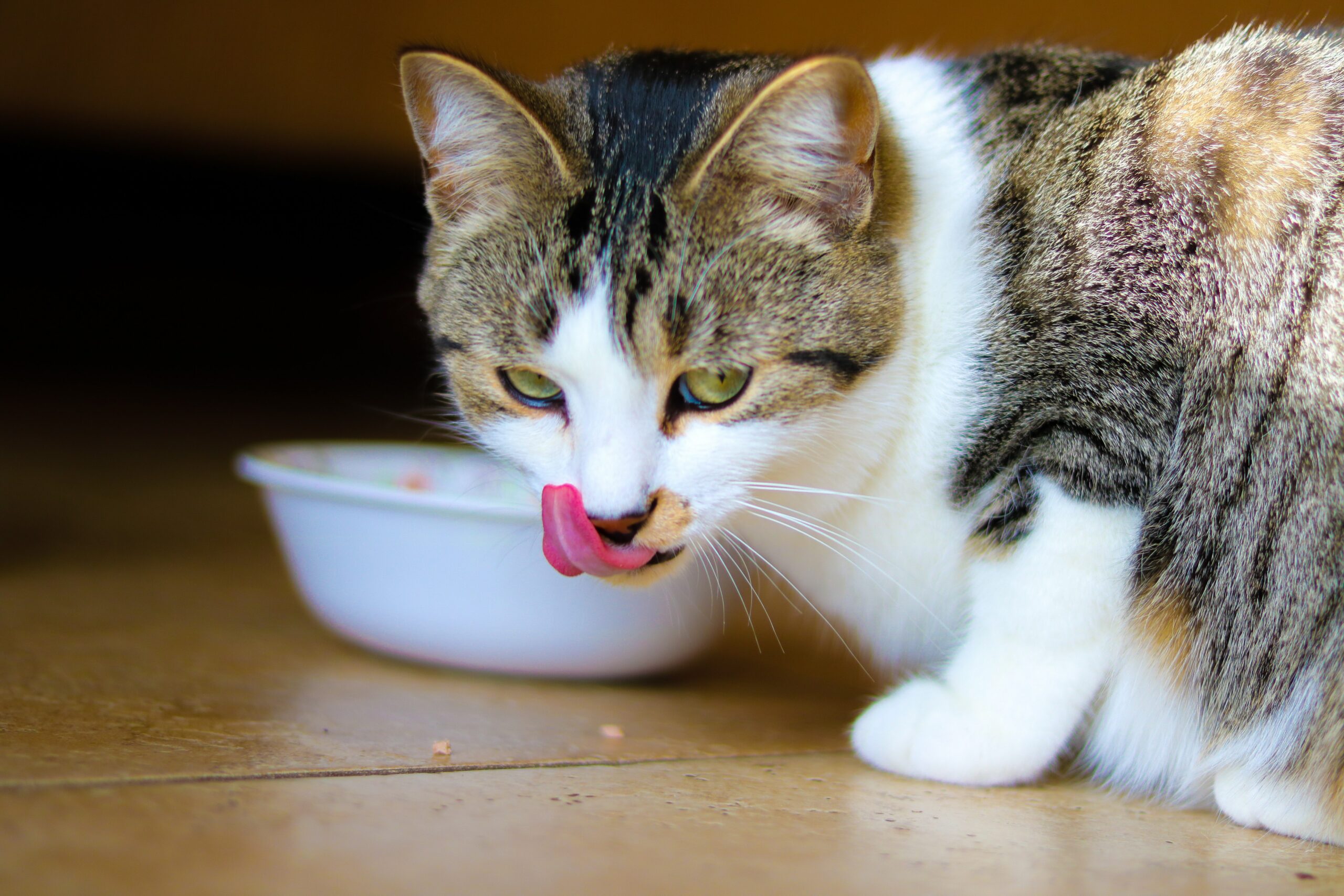 How long can cats go without food?
