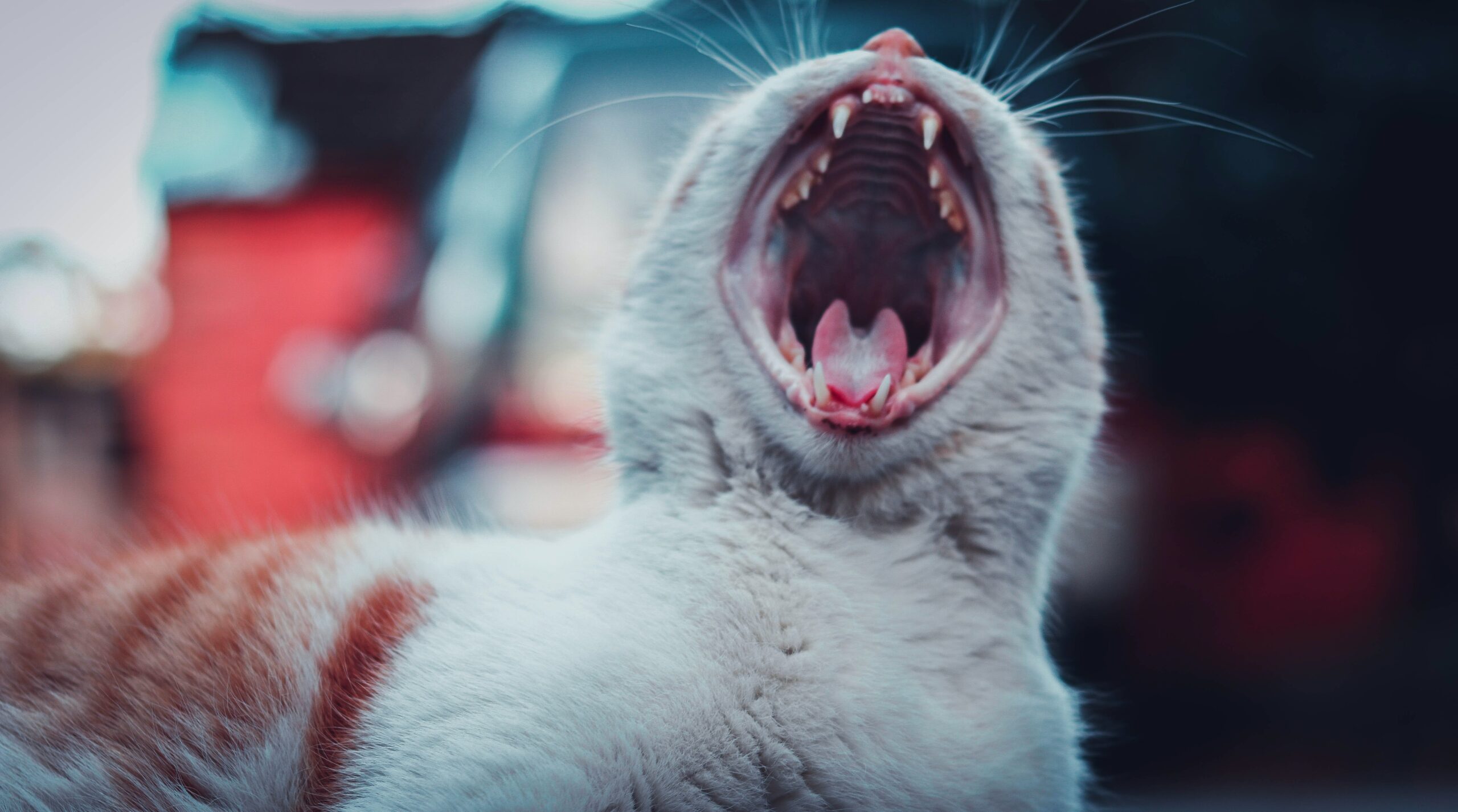 How many teeth do cats have?