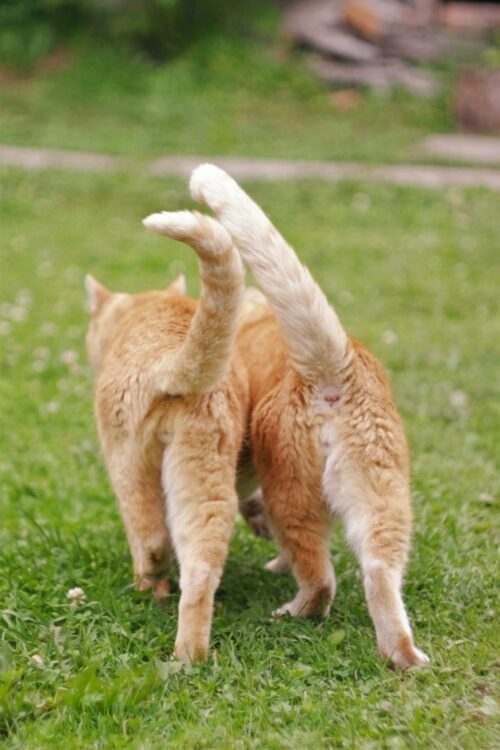 Why do cats wag their tails?